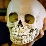 Real human skulls for sale Profile Picture