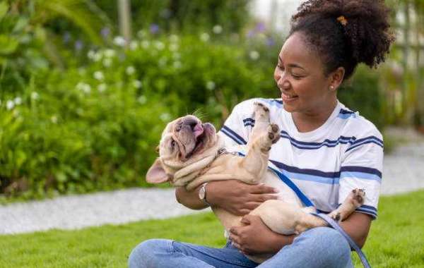 Trustworthy Palm Beach Pet Boarding for Your Beloved Pets